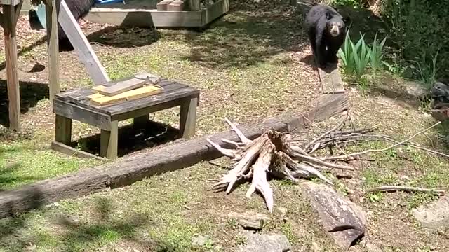 Bear Cubs Burn Some Energy on Playset