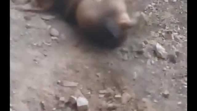 Pig vs Dog fight video