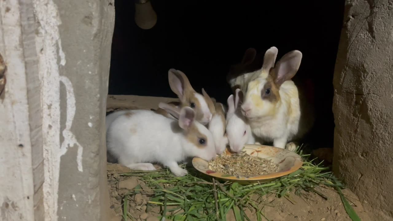 Rabbits