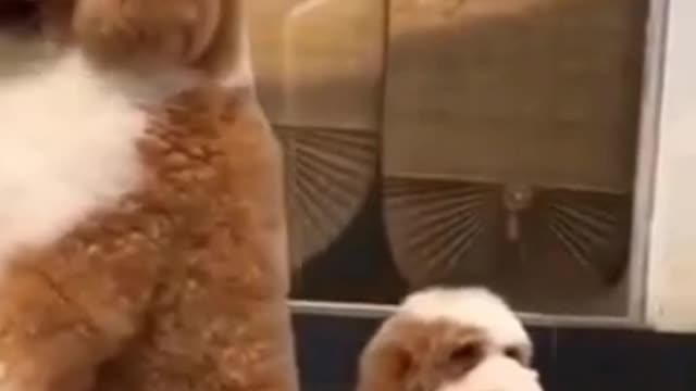 OLHA OQ ESSE CACHORRINHO FEZ! VÍDEOS ENGRAÇADOS DE CÃES!