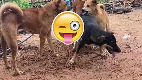 #funny #puppie #puppy Babay Brown | Black Play in farm Funny Puppy Because they lovely