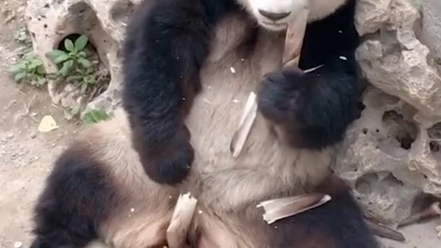 Panda eat bamboo so comfortable.........