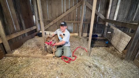 Tiny Tot Meets the Moo Crew: Adorable Calf Meets the Herd for the First Time!