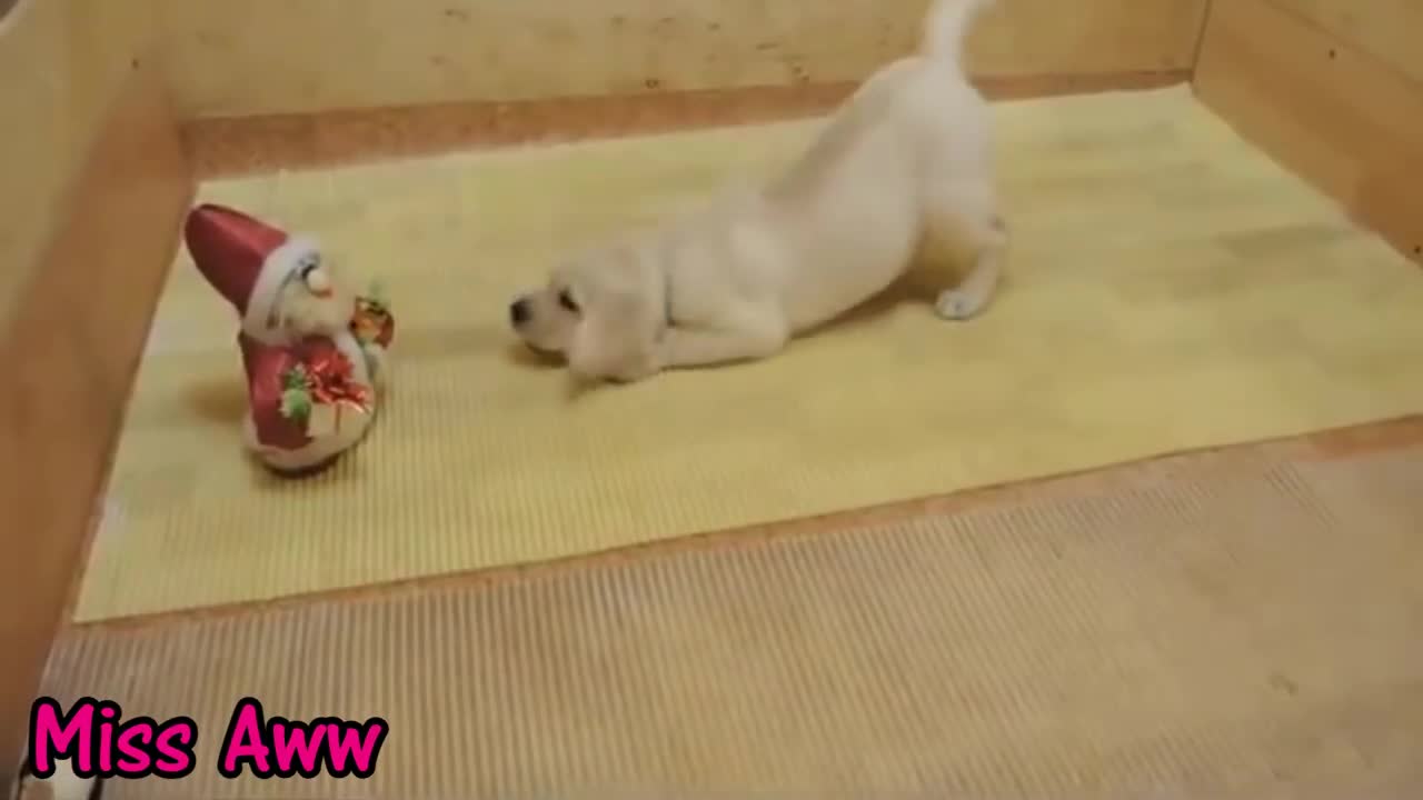 Funny Puppy Barking at New Toy