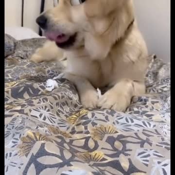 Look at his funny eyes 👀🐶😂🤣| OMG this is too funny | Funny dog video