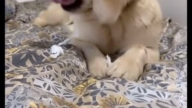 Look at his funny eyes 👀🐶😂🤣| OMG this is too funny | Funny dog video