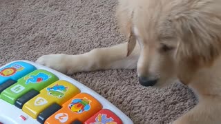 Puppy and piano