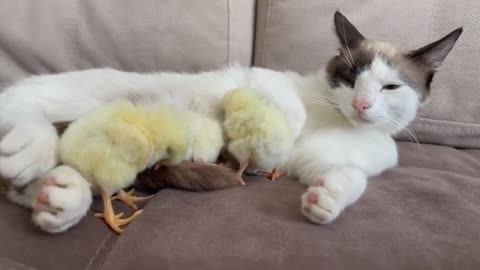 Chicks Sleep with a Cat like with mom