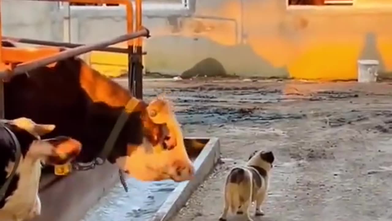 Funny animals moments