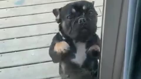 dog dancing alone