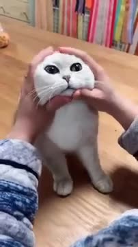 Hilarious Cat Memes - 31 -😹-Cat with a forged face