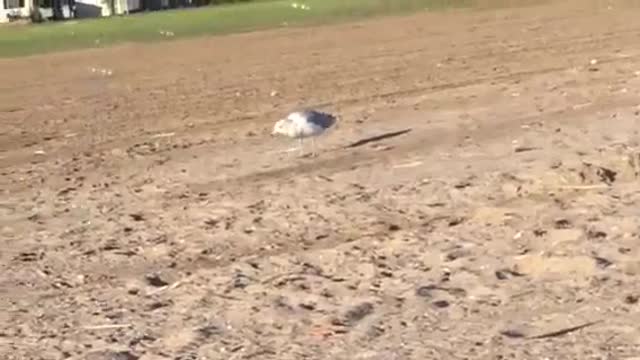 Seagull Chasing Bubbles at the Beach