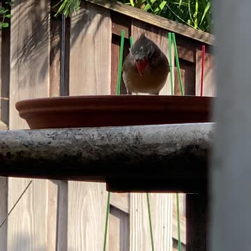 Backyard Birds Hawaii Northern Cardinal