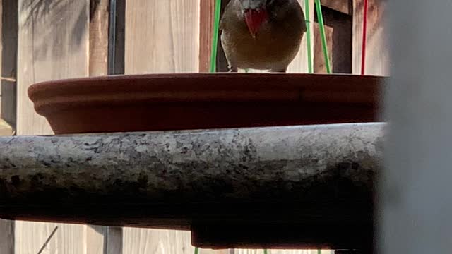 Backyard Birds Hawaii Northern Cardinal