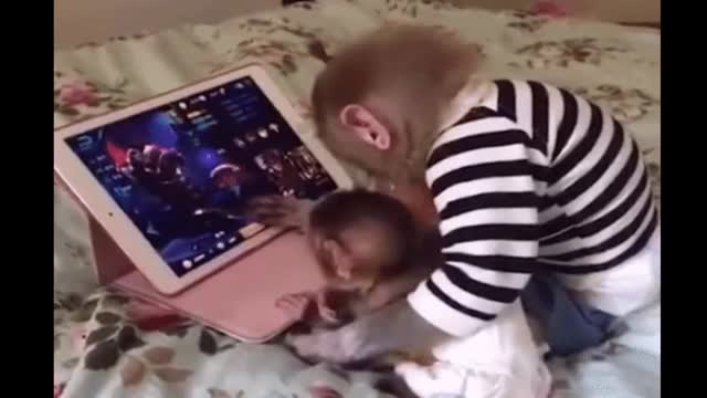 cute and funny monkey videos -Funniest Monkey
