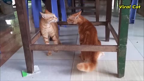 #Cats Fighting with own bloodey brother