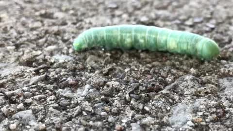 Caterpillar walk