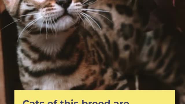 Bengal cat