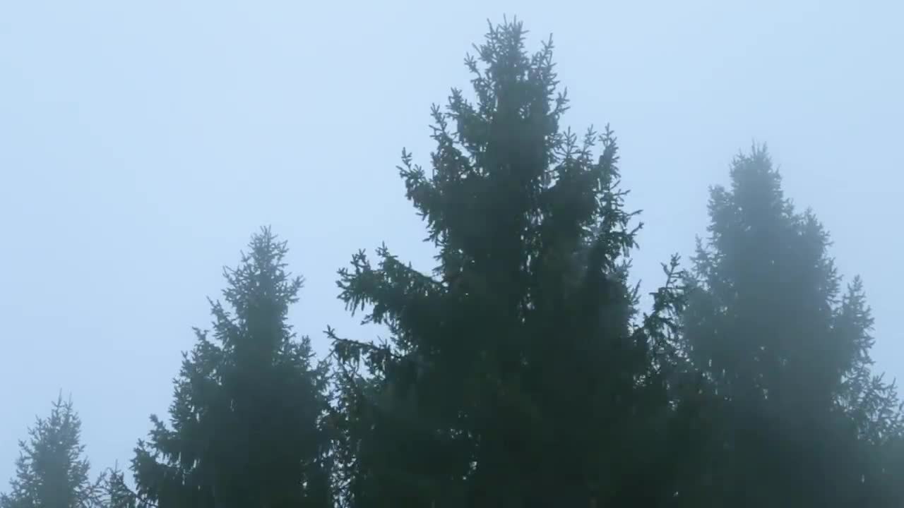 Sounds for Deep Sleep, Relaxation in Spruce Forest, Fog, Swaying Branches in Wind