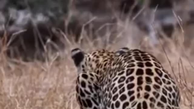 leopard 🐆 attack in wildlife area