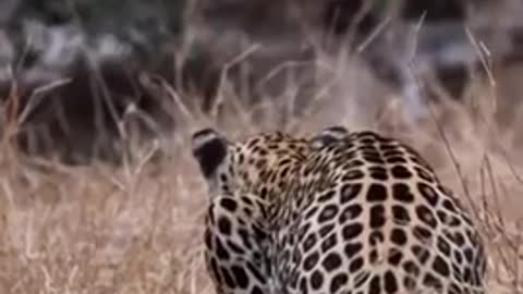 leopard 🐆 attack in wildlife area