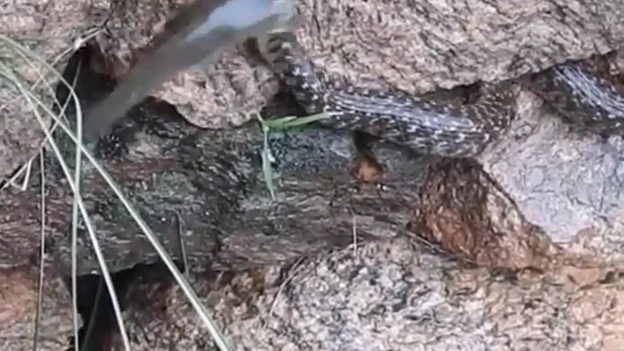 fish eats 2 snake's