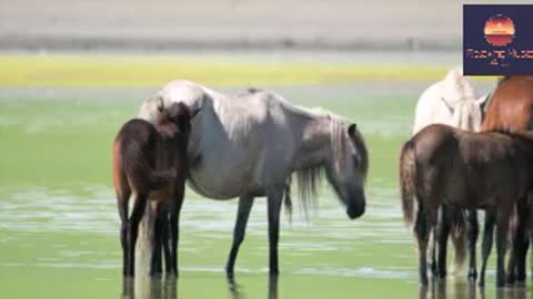 Relaxing Music 4 U with horses on a lake