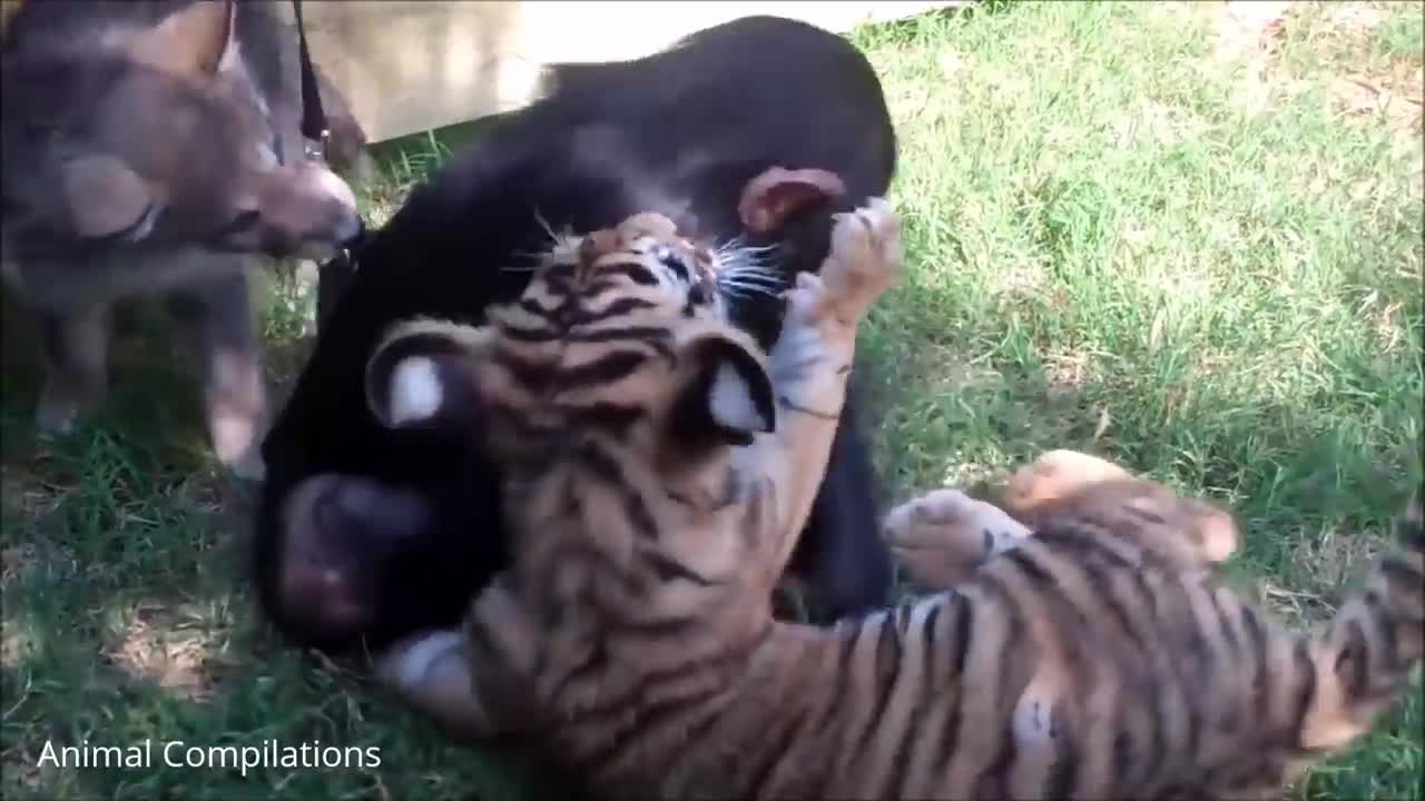 Compilation of baby chimpanzees