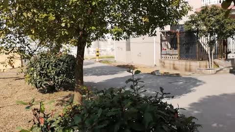 Dog penis twisted, see what will happen? Video