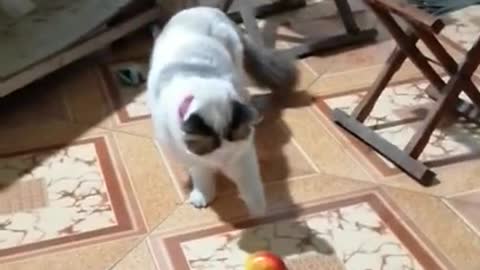 Lovely and Funny Animals Cute Kittens and Funny Cat video Clips #2