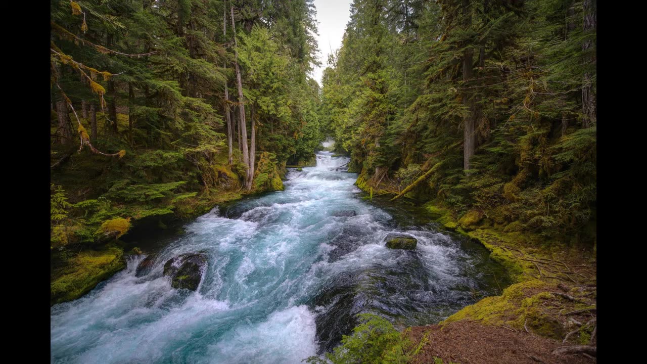 Forest Serenity: A Guided Journey into Nature for Deep Relaxation and Meditation