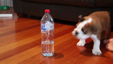 You will love watching this puppy trying to grab the water bottle