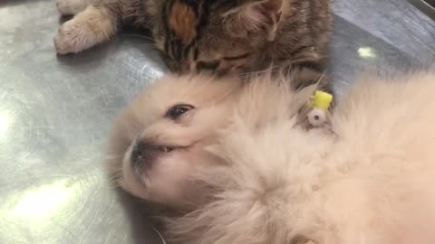 Kitten Comforts Puppy at Veterinary Clinic