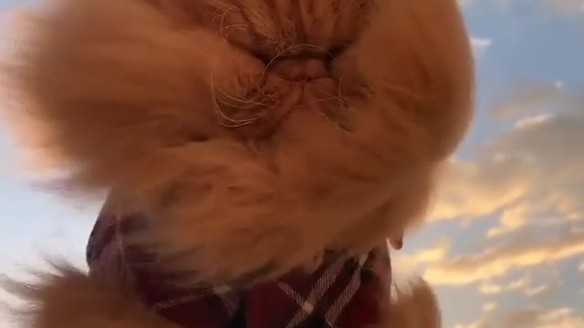 Funny and Cute Cat Videos #314