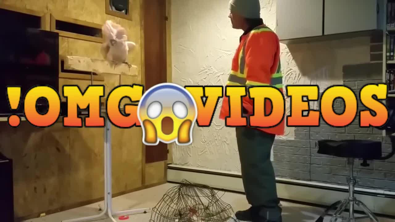 LORO: ¡SE ENOJA POR DESTRUIR SU JAULA! - PARROT: HE WANTS TO DESTROY HIS CAGE!