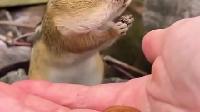 So cute Animal eating Video 📸. Very impressive Mooment