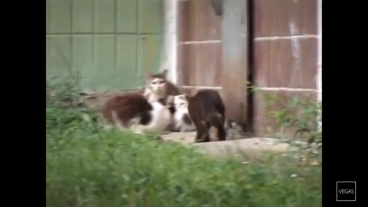 Fearless Rat could attacks Cats