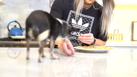 Making My Dogs Homemade Dog Treats