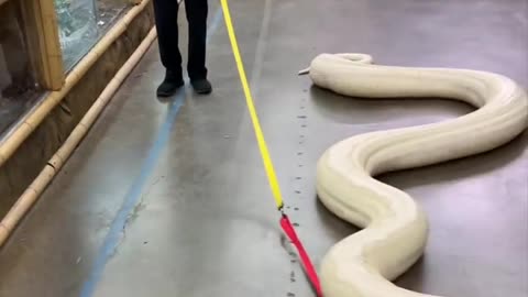 20ft Snake