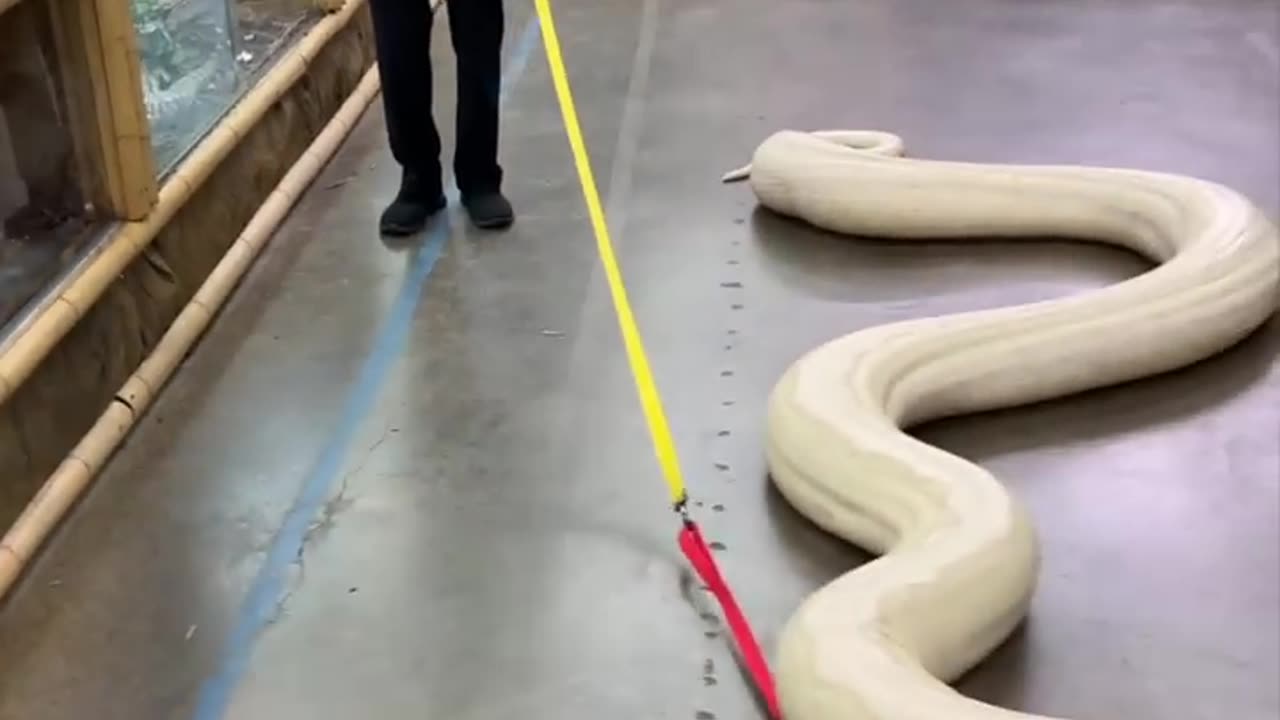 20ft Snake