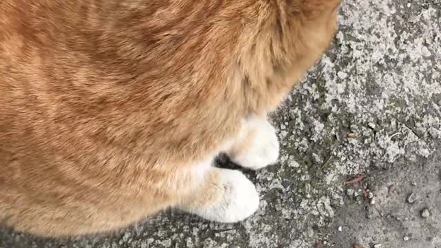 Protective Kitty Takes on Two Dogs