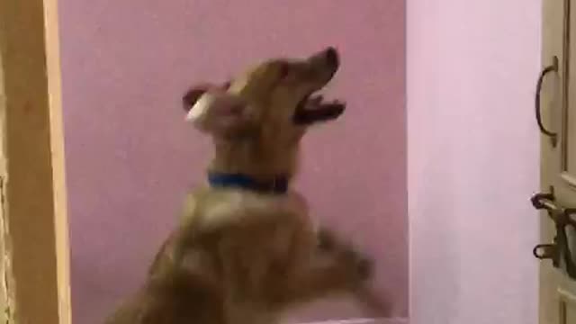 My pet trying hard to get his toy by climbing the wall