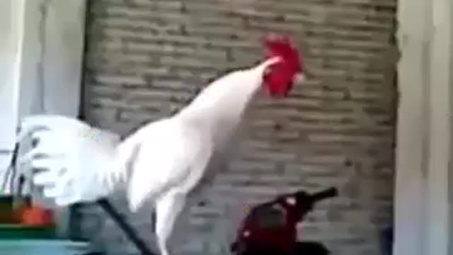 funny rooster