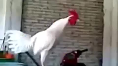 funny rooster