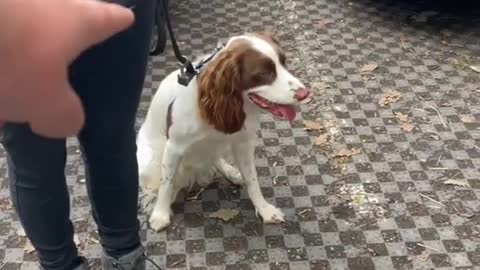 Don't make this mistick with your reactive dog 🐕