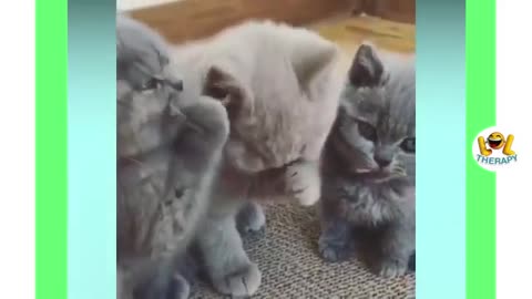 Cute kittens meowing compilation | Funny Kitten Video #24