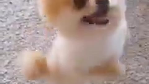 cute puppy excited for snacks shorts