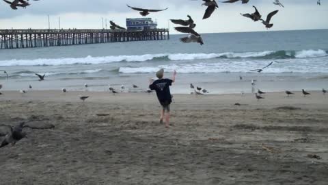 Flock Of Seagulls Chase Boy Holding Donut Down The Beach