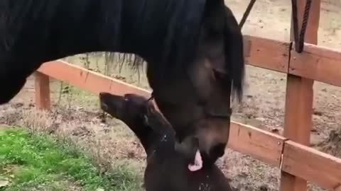 Ranch Frens. Back Scratches. Fresh Air. The good life.