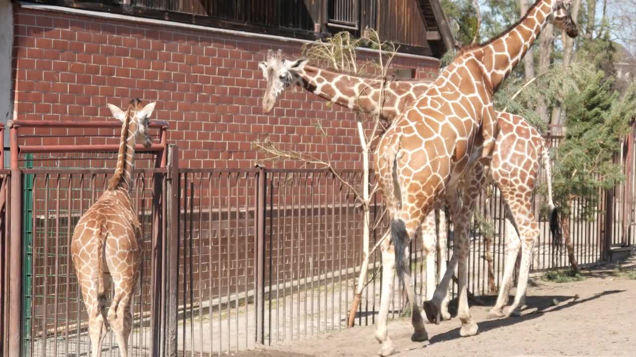 The Family of Giraffes on a walk in the Zoo run around and eating Leaves